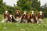 BASSET HOUND 067